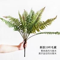 Новый 15-листный волосатый папоротник.