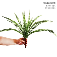 16 Ультра -много листового человека папоротник