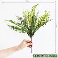 Мягкий папоротник P