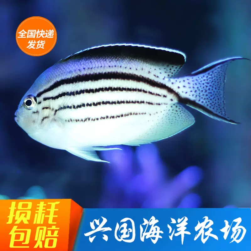 美國kessil A360x A360w 全光譜海水led燈海水缸珊瑚缸神燈