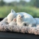 Белая кошка (мать и ребенок) содержит 200 граммов активированного углерода