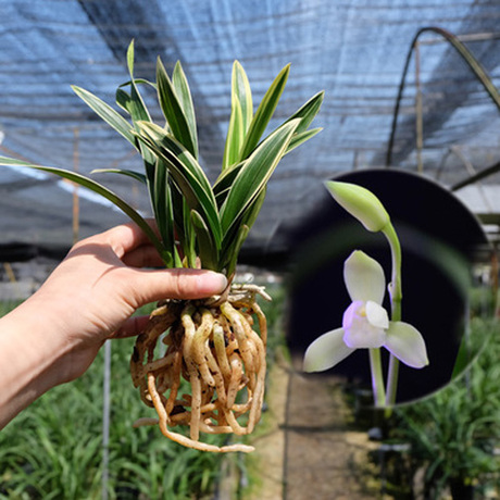 天荷超矮金边宽叶兰花桌面迷你盆栽花卉建兰花苗植物粉红荷瓣花