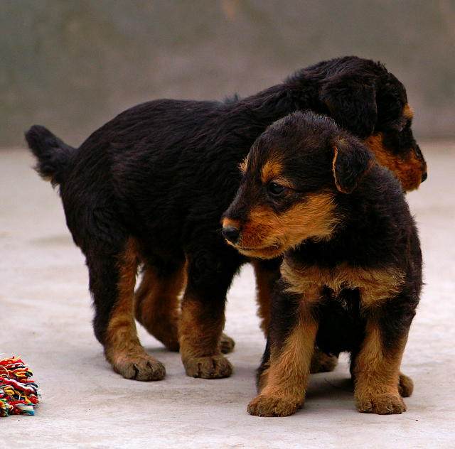 万能梗幼犬母梗类犬纯种宠物狗狗宝宝家庭犬护卫犬伴侣犬好打理