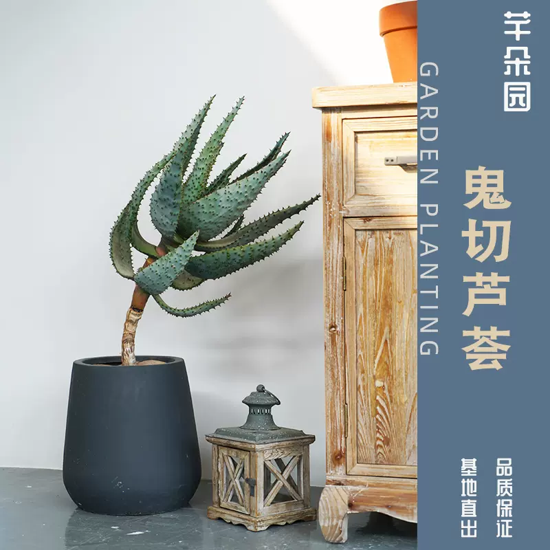 世之雪龙舌兰科大型室内多肉植物盆栽稀有原始龙舌兰屉笹之雪造景