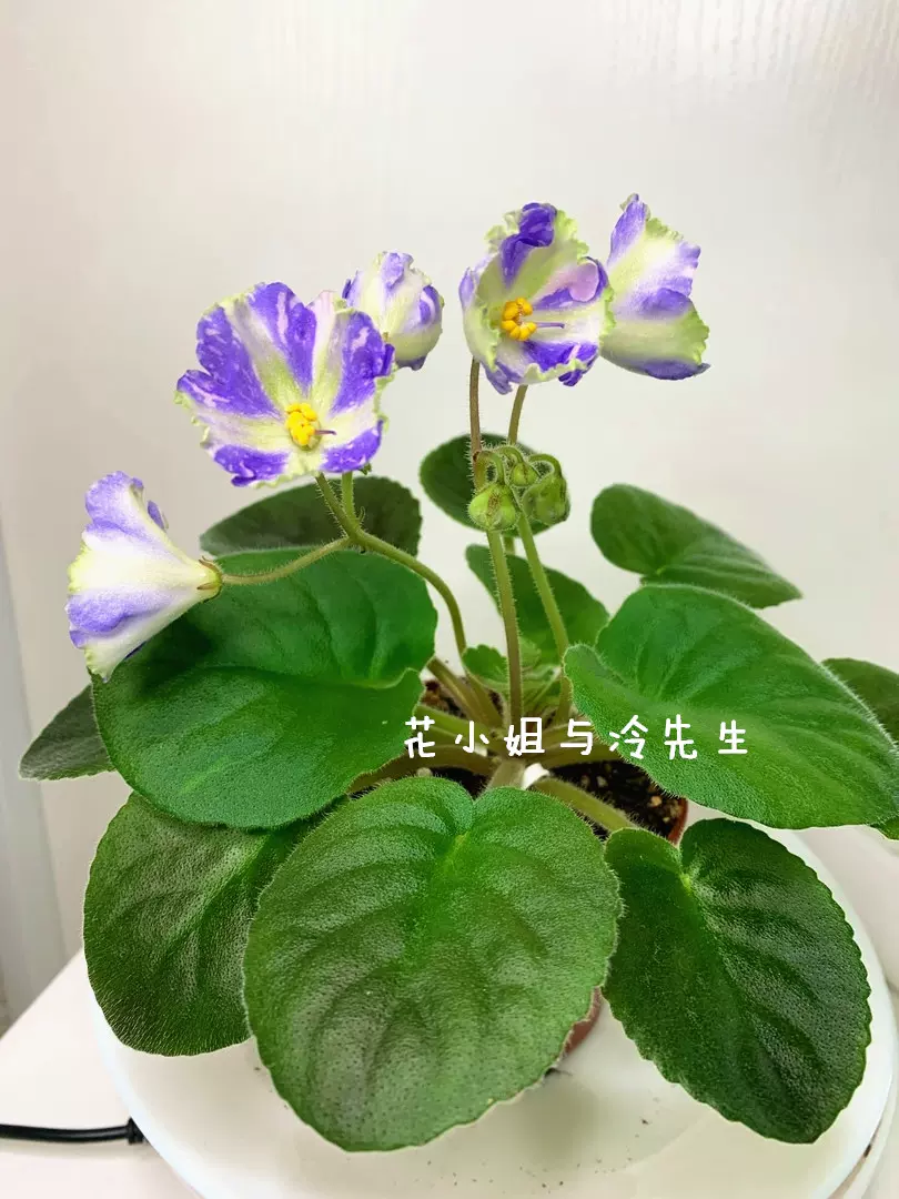 非洲堇嵌彩花 缟花 夏威夷小道 Hawaiian Trail