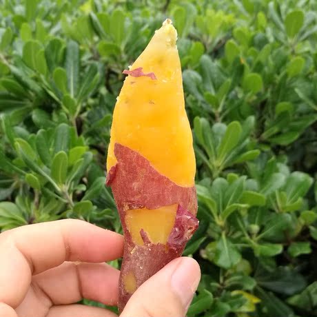 现挖现卖 长寿之乡广西巴马正宗小香薯5斤包邮 红薯甘薯