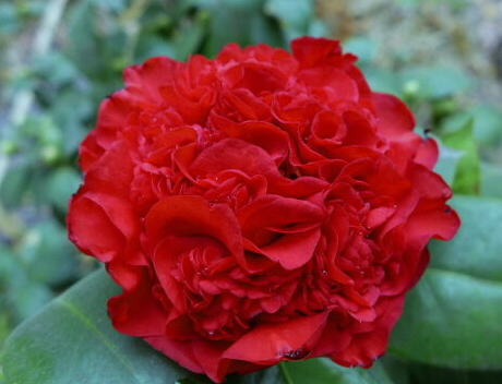 爱逛街为您找到红色大茶花相关的宝贝,您可以在下面的板块中挑选喜欢