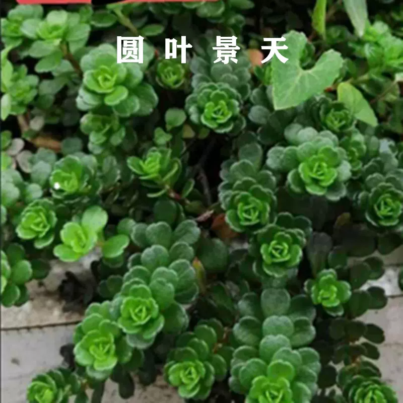 可食用多肉植物引进台湾石莲花叶片种苗有机降血糖降血压降三高