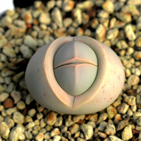 m11 春桃玉 大白 开花株 2.5厘米(1颗50元,10颗400元)