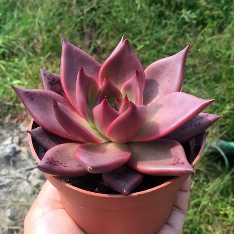 罗密欧 金牛座 欧洲进口多肉植物 超大(12-14)厘米 有根