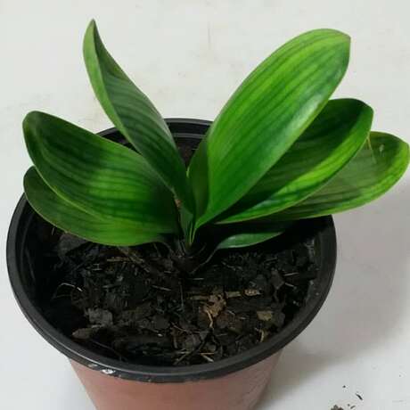 长春君子兰精品金元宝娃娃兰聚宝盆虎头兰麻脸盆栽短叶圆头麻脸