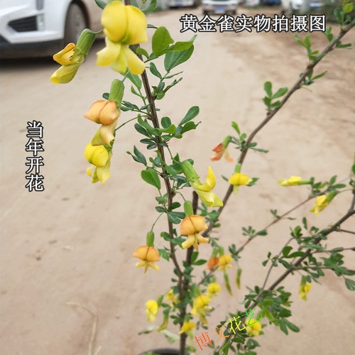 Goldenque Plum Tree Pot Poplet Poscient Basic Chide Golden Skin Golden Time Time Plowersing Flower Goldenque Flower Flowers Цветает