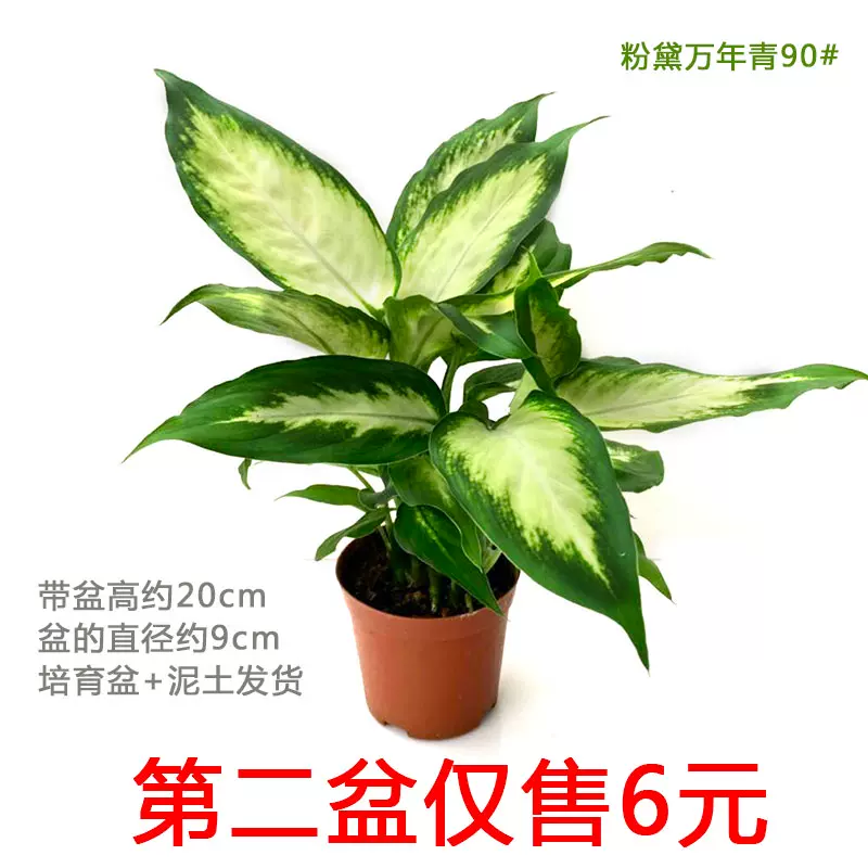 万年青苗盆栽水培植物室内净化空气四季常青办公室吸甲醛绿植包邮