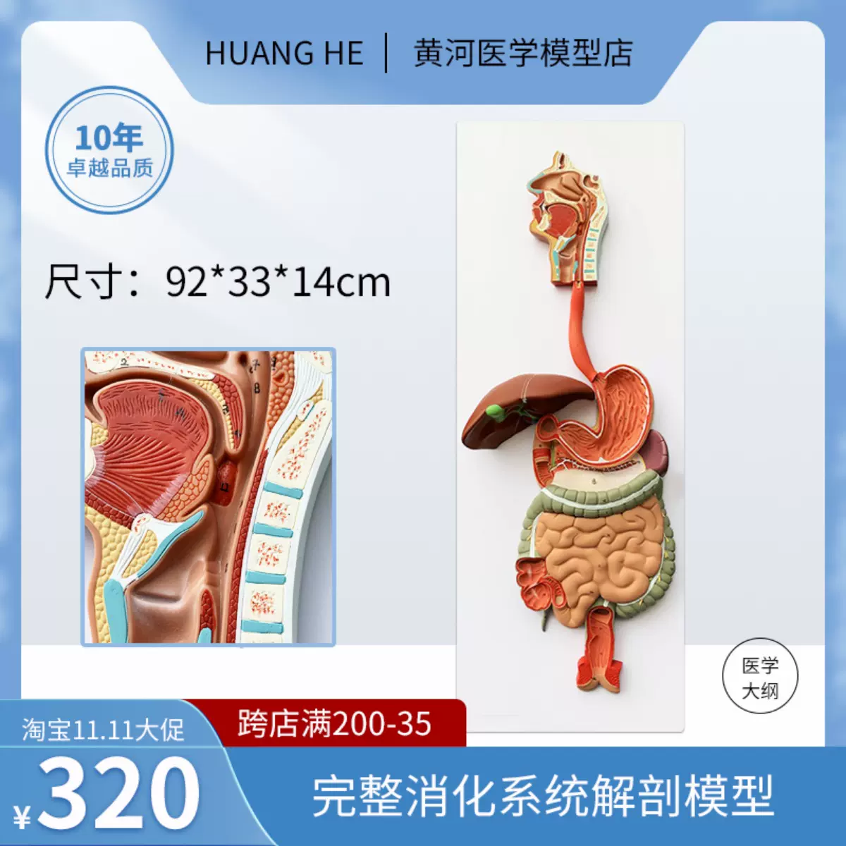 人体消化系统解剖模型大肠模型直肠十二指肠内脏肠胃解剖构造模型-Taobao