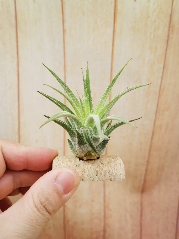 空气凤梨【展示】Tillandsia Upper Class 柔婷×霸王- Taobao