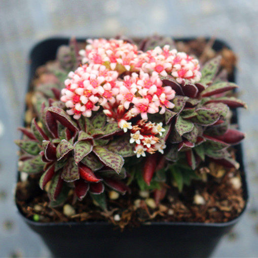 小球玫瑰锦,粉色的边边好像少年之心.关花簪多肉多肉植物花簪