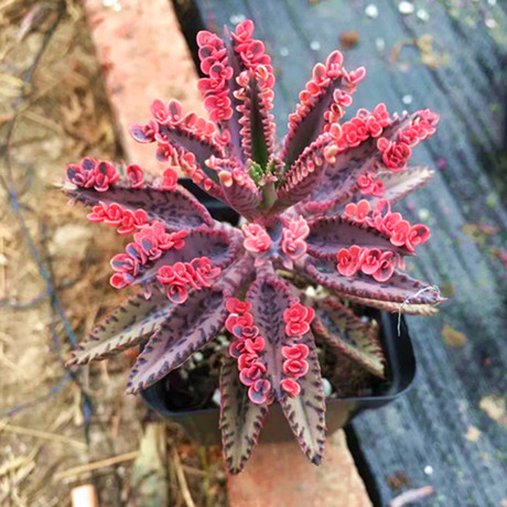 滿額包郵多肉植物【不死鳥錦】稀有變色落地窄葉生根肉肉盆栽辦公