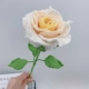 Градиент Huang Thai Great Rose Одиночные материалы (за исключением упаковочных материалов)