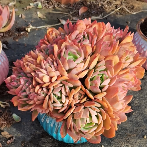 Мисс Ронг Сад № 11 Юньнань персонаж живой башня балконы растения куча изготовитель бутик бассейн