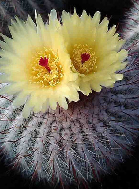 【花博会_仙人球白芙蓉】仙人掌落地特价懒人易养多肉植物包邮