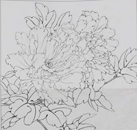 Оригинальная большая версия Peony Sketch Gongbi, первого ученых китайской картины, проект проекта проекта проекта драфта 8 Open 4 Open
