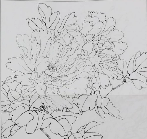 Оригинальная большая версия Peony Sketch Gongbi, первого ученых китайской картины, проект проекта проекта проекта драфта 8 Open 4 Open