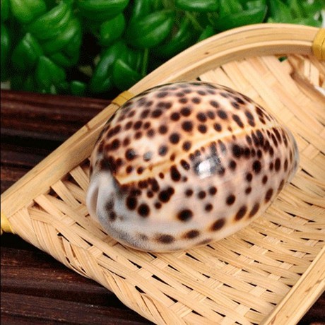 天然海螺贝壳虎皮贝 虎斑宝螺 家居地台摆件鱼缸水族造景拍摄道具