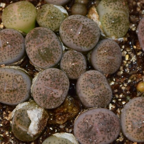 纯种生石花 c376碧琉璃 一年生 番杏科 多肉植物