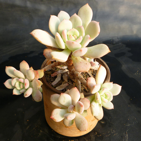 454 11.10拍 拉丝雨 一物一拍 出彩多肉