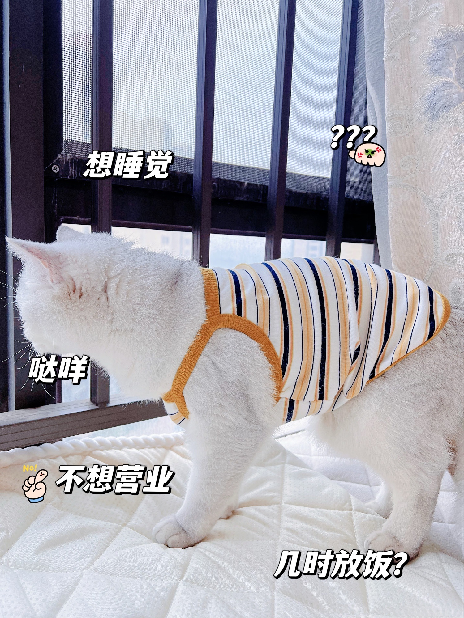 猫咪衣服薄款防掉毛夏季猫猫小猫幼猫蓝猫宠物背心加菲布偶猫春秋