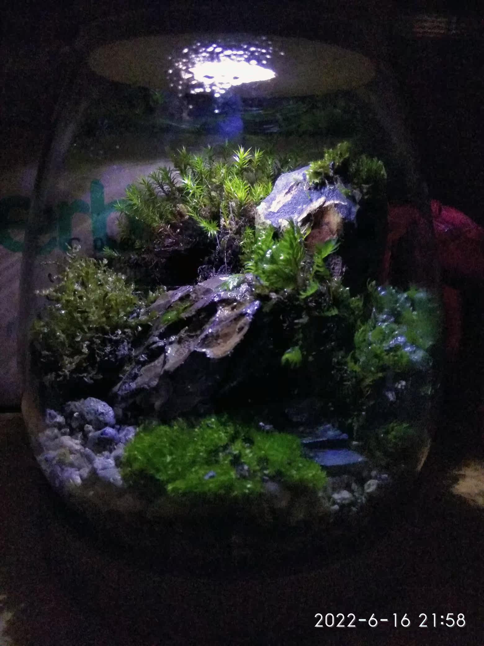 人工棚养殖苔藓微景观葫芦藓朵朵藓盆景假山水陆雨林缸爬虫缸苔藓 人工棚养殖苔藓微景观葫芦藓朵朵藓盆景假山水陆雨林缸爬虫缸苔藓