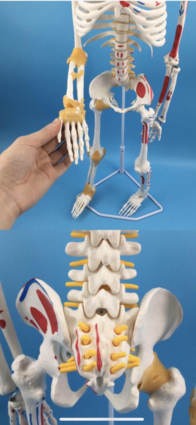 85cm人体骨骼带神经带椎间盘模型骨架附肌肉起止点着色及韧带模型