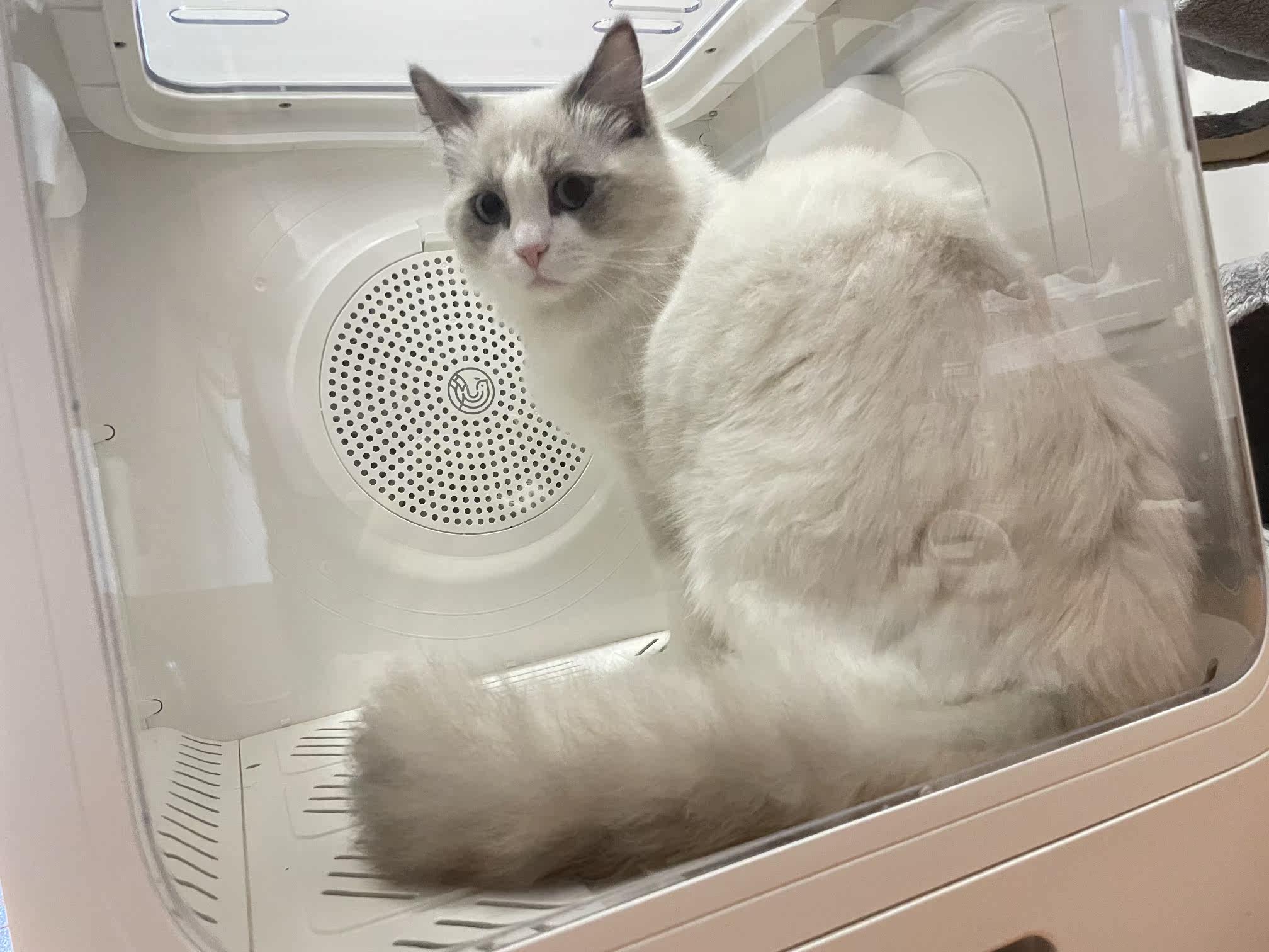 鸟语花香自然风自动宠物烘干箱猫咪洗澡烘干机家用小型吹风吹水机