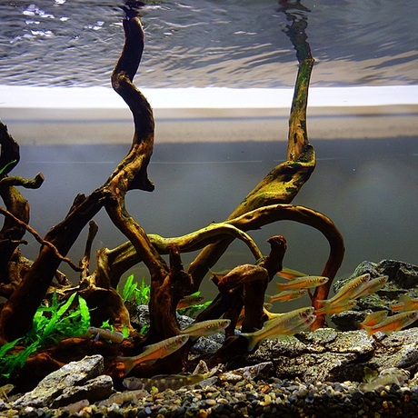 80       观赏 鱼冷水鱼 不加温   原生鱼  金线大丹鱼  现货