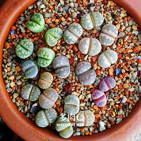 多肉c- 种子 生石花 大津绘混合