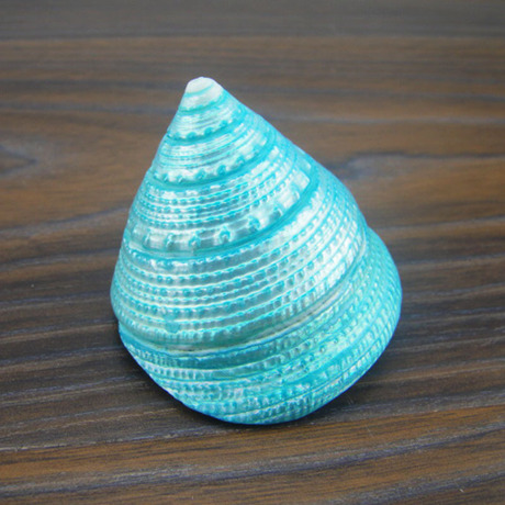 珍珠塔螺 彩色塔螺5cm左右 塔螺 海螺贝壳 地台鱼缸 婚庆礼品