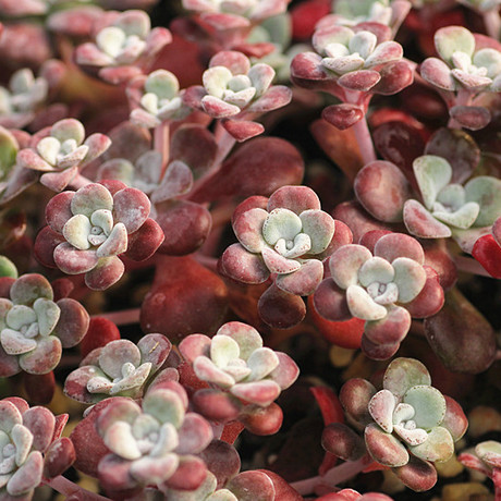 多肉植物 红霜 hylotelephium prpuleum