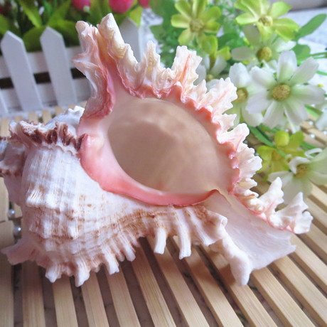 天然大海螺菊花螺14cm贝壳鱼缸装饰摆件 家居装饰品创意礼物