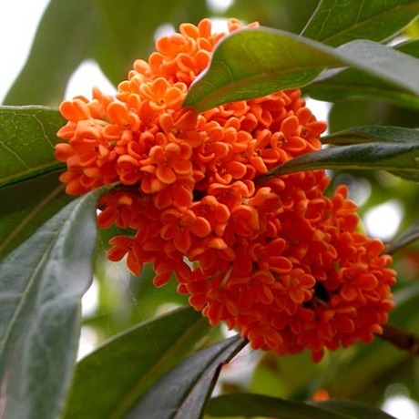 正宗桂林沉香丹桂 特级冻干无硫处理|温中润肤 浸泡芳香油