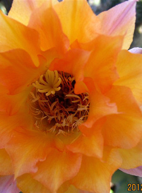 仁王丸5cm 实生 毛花柱属仙人球