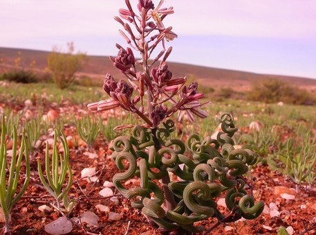 南非稀有球根种子 trachyandra sp. 方便面弹簧草 一粒 售罄