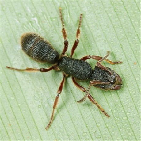 红足穴猛蚁pachycondyla rufipes‖工蚁,10元15只缺货