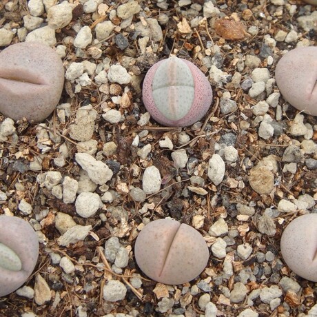 春桃属 妖玉 三年成株 多肉植物 番杏科 生石花