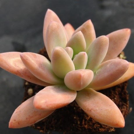 多肉植物 秋丽 graptosedum francesco baldi a021 天冷红