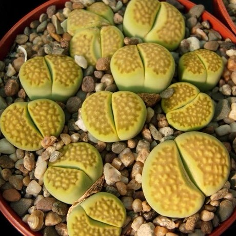 生石花 黄巴厘c111a &lsquo;green soapstone&rsquo; 种子 10粒