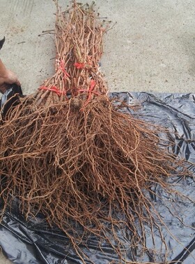 山葡萄苗 野生野葡萄树苗毛葡萄苗野生葡萄桩酿酒葡萄苗庭院栽培 - 爱