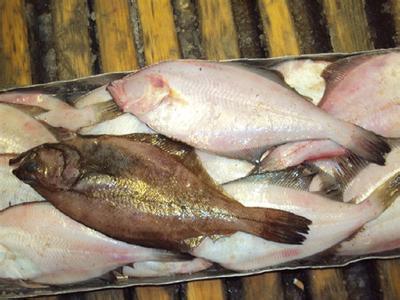 促销 野生高眼鱼 新鲜偏口鱼鲜活鼓眼鱼 比目鱼 500克*五斤包邮