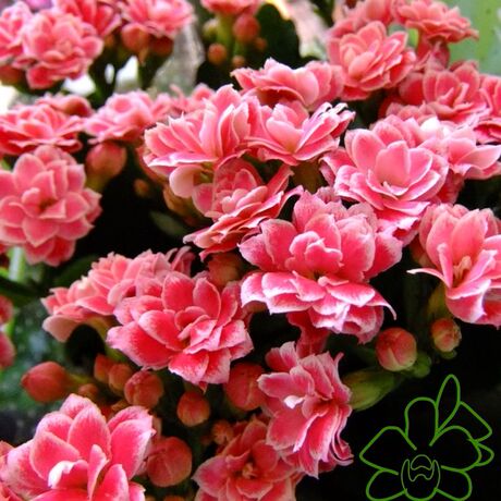 重瓣长寿花-大宝