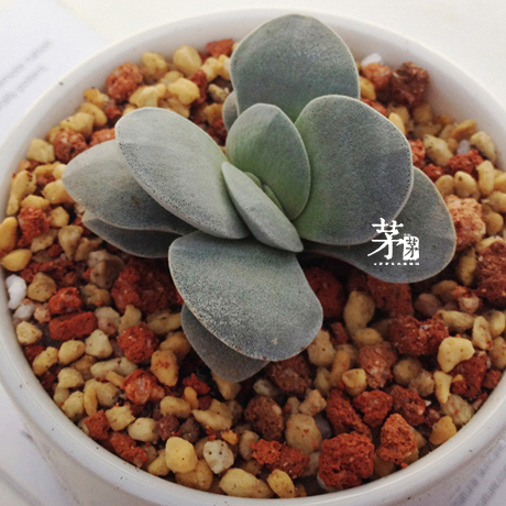 多肉植物花卉盆栽 吕千绘 多肉 摩根美人 开花很漂亮