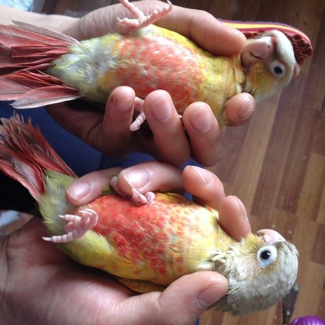 黄边肉桂凤梨小太阳鹦鹉活体宠物鸟单只(包活)